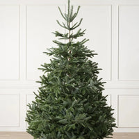 Sapins de Nordmann artificiel